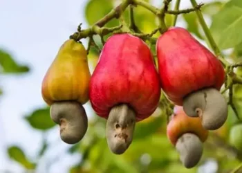 Cashew fruit