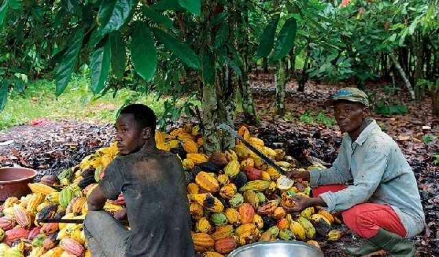 Cocoa Price Increment: Government Accused of Ripping of Farmers 1 Cocoa farmers harvesting cocoa beans