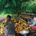 Cocoa Price Increment: Government Accused of Ripping of Farmers 12 Cocoa farmers harvesting cocoa beans