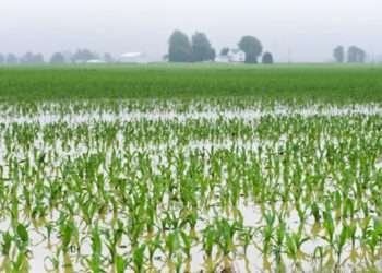 Akosombo, Kpong Dams Spillage Inflicts GH¢1.6bn Agricultural Loss 2 Akosombo, Kpong Dams Spillage Cause GH¢1.6bn Loss in Local Agriculture