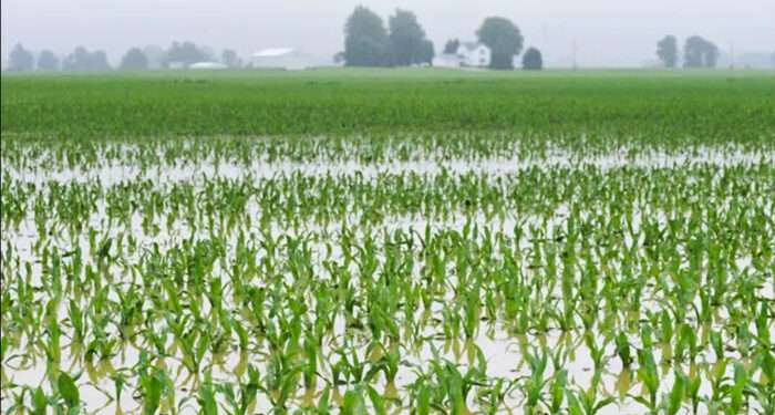 Akosombo, Kpong Dams Spillage Inflicts GH¢1.6bn Agricultural Loss 1 Akosombo, Kpong Dams Spillage Cause GH¢1.6bn Loss in Local Agriculture