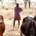 Rising Temperatures Threaten Global Food Production- Study Reveals