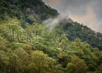 Rainforest In Lake District Declared National Nature Reserve