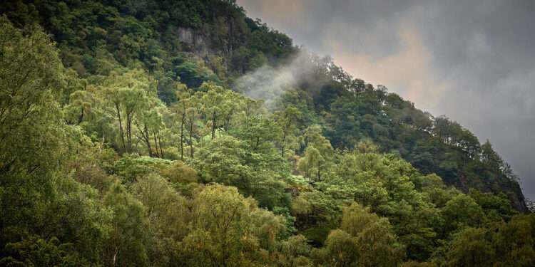 Rainforest In Lake District Declared National Nature Reserve 1 52349583772 b0723d4f5e b