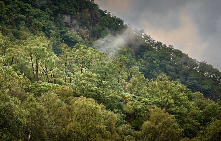 Rainforest In Lake District Declared National Nature Reserve 1 52349583772 b0723d4f5e b