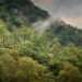 Rainforest In Lake District Declared National Nature Reserve 12 52349583772 b0723d4f5e b