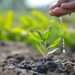 Afforestation