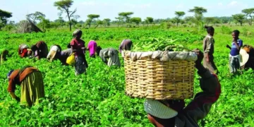 Grow24 to boost agriculture