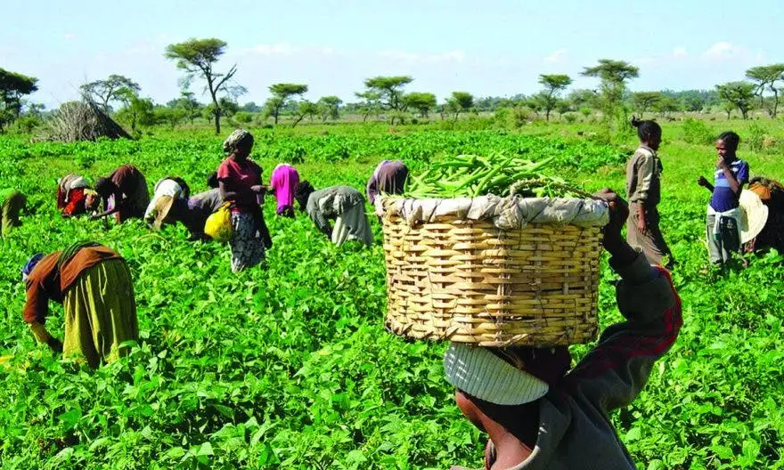 Agriculture In Ghana