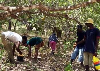 Cashew farmers picking cashew fruit