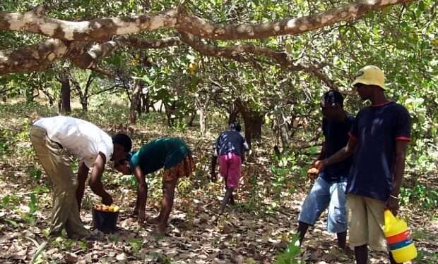 Cashew farmers picking cashew fruit
