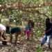 Cashew farmers picking cashew fruit