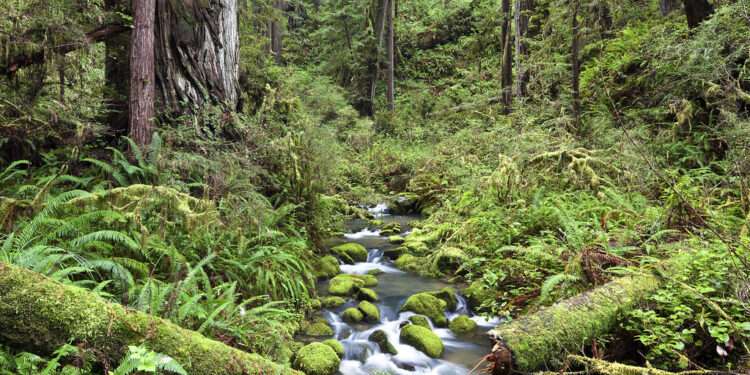 Civil Action Against Ghanaian Government Over Forest Protection 1 Reserve