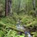 Civil Action Against Ghanaian Government Over Forest Protection 13 Reserve