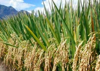 Government Urged to Leverage Local Rice Production to Revitalize Economy 1 Government Urged to Leverage Local Rice Production to Revitalize Economy