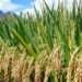 Government Urged to Leverage Local Rice Production to Revitalize Economy