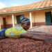 Ghana's Cocoa Industry Struggles Amid Funding Shortfall 10 A cocoa farmer drying cocoa beans in rural Ghana