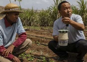 Cabo Verde, 2024. A farmer receives expert training as part of the FAO-China South-South Cooperation (SSC) Program