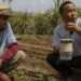 Cabo Verde, 2024. A farmer receives expert training as part of the FAO-China South-South Cooperation (SSC) Program