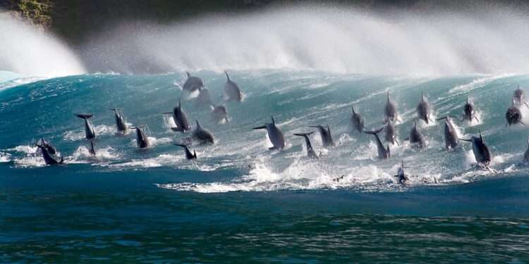 Blue Planet