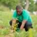 Green Ghana
