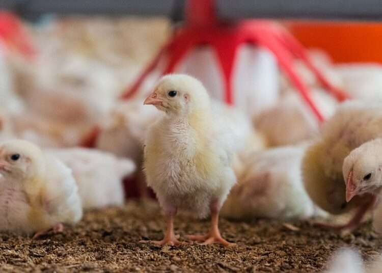 High Interest Rates Impact Poultry Farms in Sunyani Municipality 1 Poultry farming
