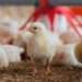 Poultry farming