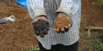 African Farmers Blame Chemical Fertilizers for Dying Soil