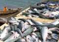 Ghana's Fish Exports to EU at Risk Due to Illegal Fishing Practices