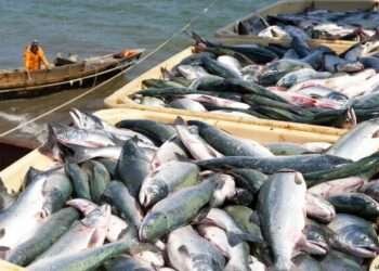 Ghana's Fish Exports to EU at Risk Due to Illegal Fishing Practices 6 Ghana's Fish Exports to EU at Risk Due to Illegal Fishing Practices