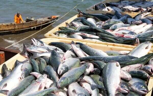 Ghana's Fish Exports to EU at Risk Due to Illegal Fishing Practices 1 Ghana's Fish Exports to EU at Risk Due to Illegal Fishing Practices