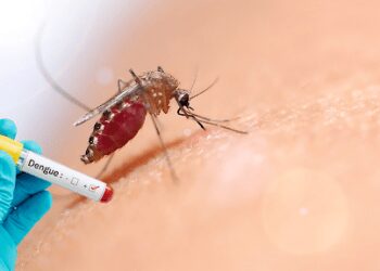 Dengue Fever