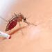 GHS Confirms 36 Cases of Dengue Outbreak in Two Regions 14 Dengue Fever
