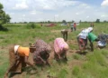Absa Young Africa Works Project Boosts Agricultural Production and Job Opportunities