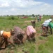 Absa Young Africa Works Project Boosts Agricultural Production and Job Opportunities 11 Absa Young Africa Works Project Boosts Agricultural Production and Job Opportunities