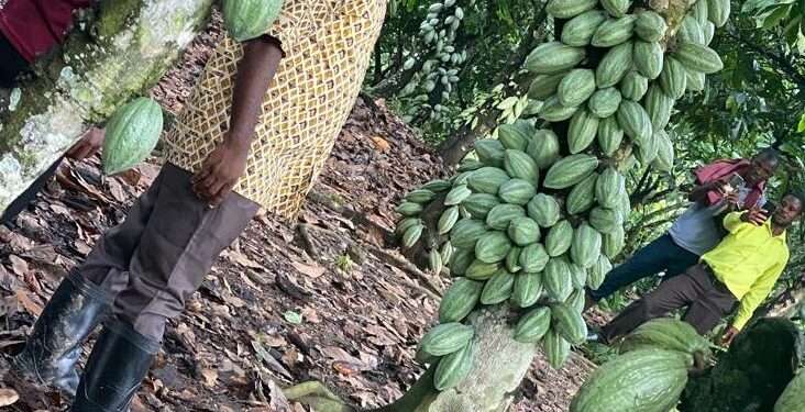 COCOBOD CEO Advocates for Modern Farming Practices to Boost Cocoa Production in Ghana