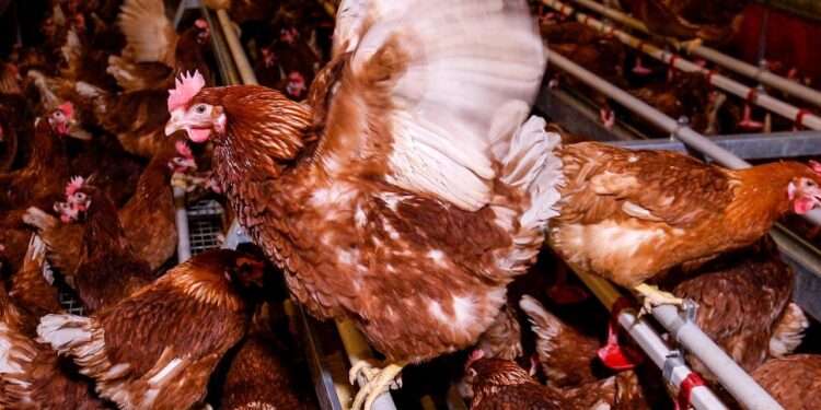 First Batch of FSRP Poultry Ready for Market