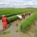 FAO Food Price Index Remains Steady Amidst Mixed Bag of Commodity Price Movements 11 images 14