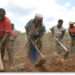 Peasant Farmers Raise Alarm as 80% Remain Unregistered for PFJ Phase II 12 Peasant Farmers Raise Alarm as 80% Remain Unregistered for PFJ Phase II