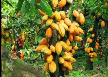 Cocoa Price Reforms Offer Farmers Real Gains 8 cocoa farmers won't benefit from the recent price rise
