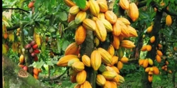 cocoa farmers won't benefit from the recent price rise