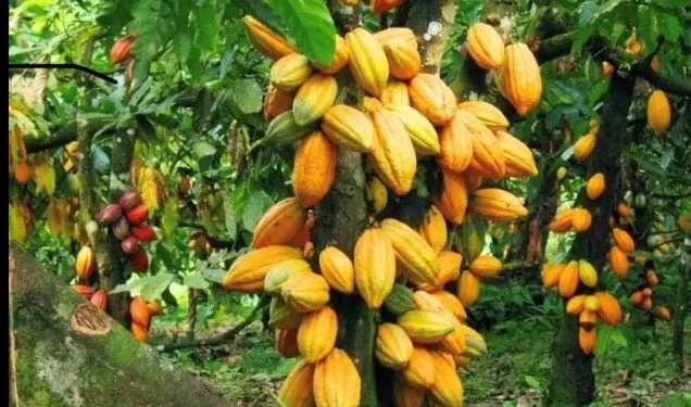 cocoa farmers won't benefit from the recent price rise