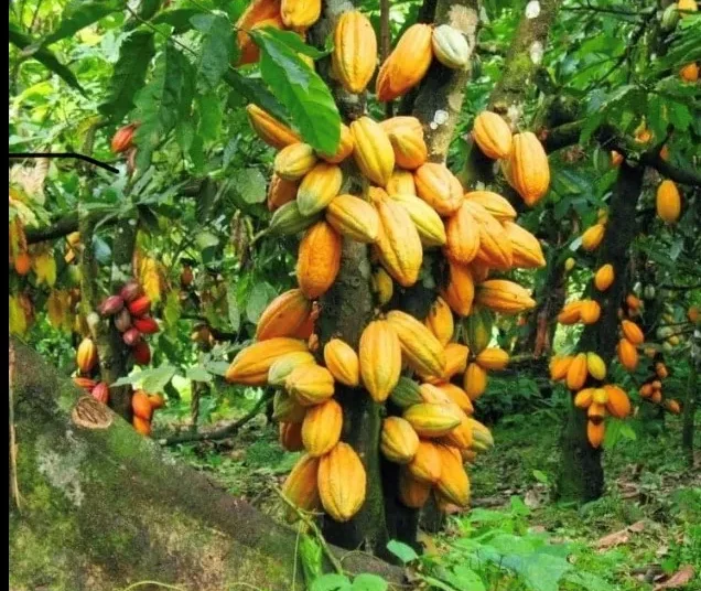 cocoa farmers won't benefit from the recent price rise