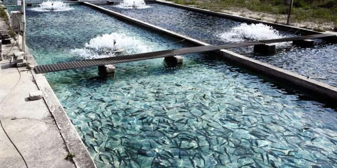 Ghana's Aquaculture Sector Set for Transformation with Israeli Technologies