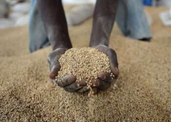 Peasant Farmers Association Criticizes Government’s Grain Export Ban