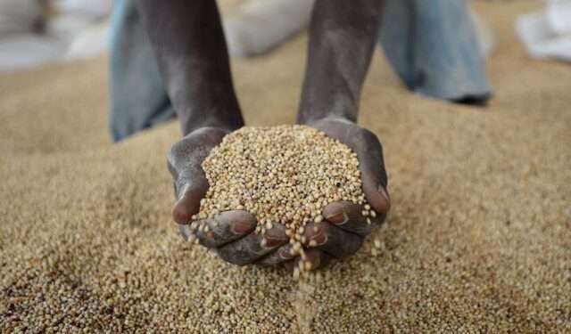 Peasant Farmers Association Criticizes Government’s Grain Export Ban 1 african grains