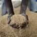 Peasant Farmers Association Criticizes Government’s Grain Export Ban 13 african grains
