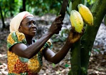 cocoa farmer
