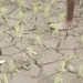 PFAG Appeal for Small-Scale Irrigation Facilities Amid Devastating Drought