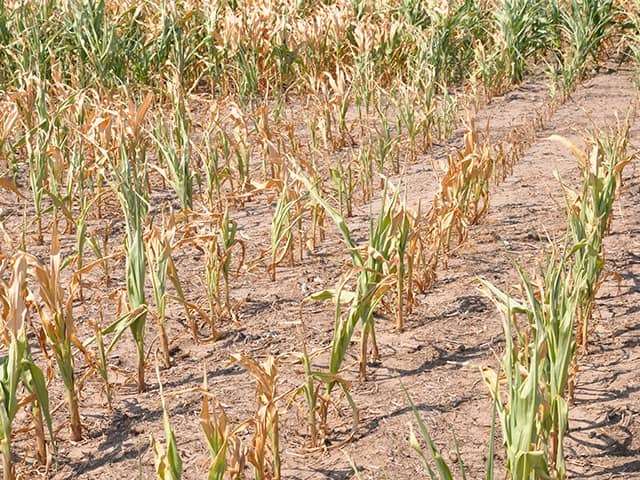 Irrigation Investment Crucial for Drought-Stricken Northern Ghana 2 gh drought